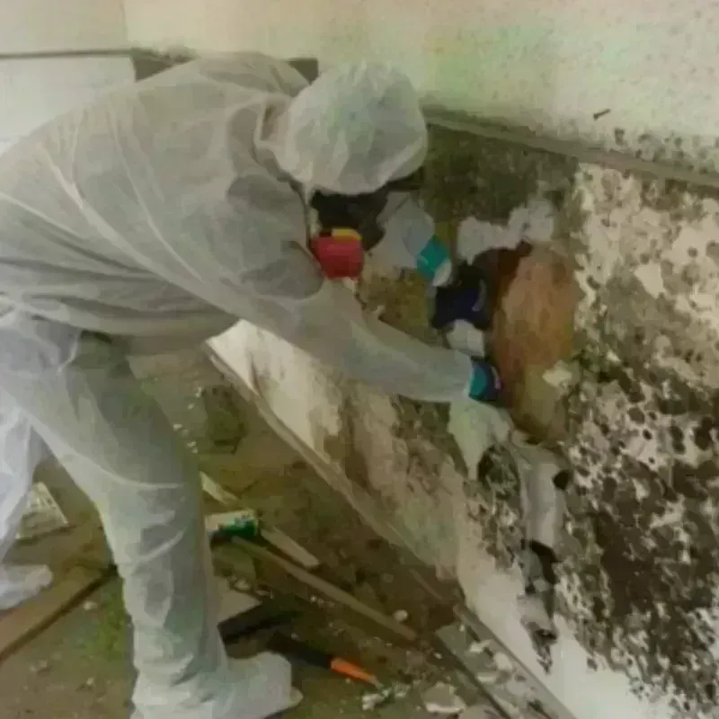 Mold Remediation and Removal in Radcliff, KY